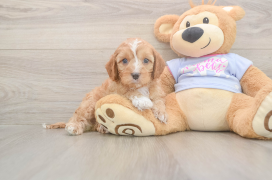 5 week old Cavapoo Puppy For Sale - Florida Fur Babies Little Cavipoo Poodle Mix Puppy
