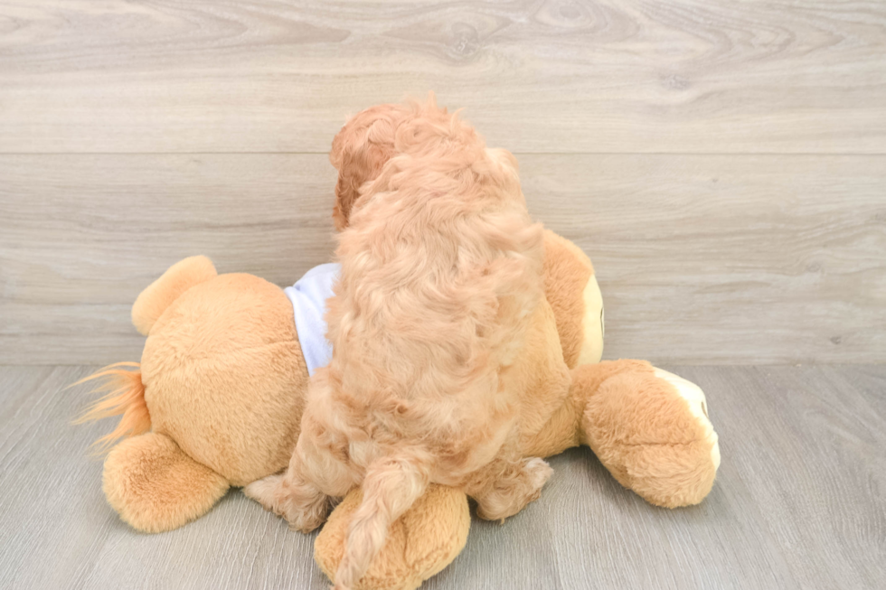 Meet Dale - our Cavapoo Puppy Photo  3/3 - Florida Fur Babies Best Cavapoo Baby