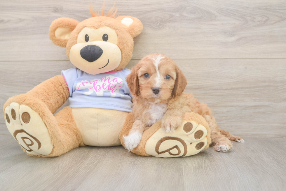 Meet Dale - our Cavapoo Puppy Photo  2/3 - Florida Fur Babies Friendly Cavapoo Baby