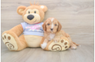 Meet Dale - our Cavapoo Puppy Photo  2/3 - Florida Fur Babies Friendly Cavapoo Baby
