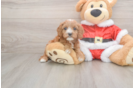 Cavapoo Pup Being Cute