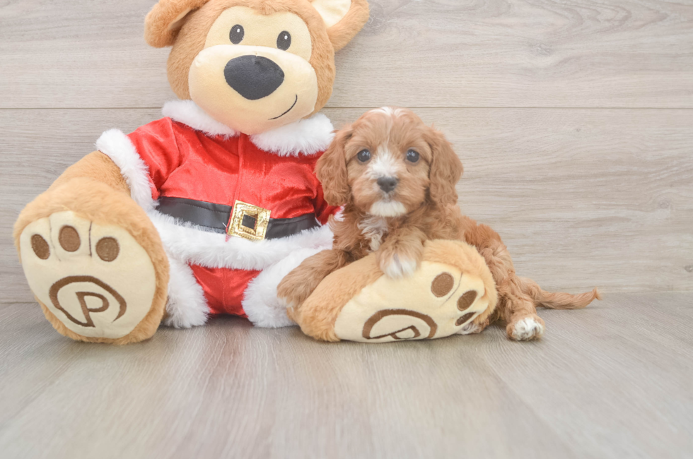 5 week old Cavapoo Puppy For Sale - Florida Fur Babies