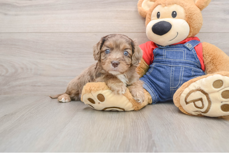Happy Cavapoo Baby