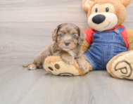 8 week old Cavapoo Puppy For Sale - Florida Fur Babies