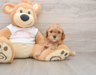 7 week old Cavapoo Puppy For Sale - Florida Fur Babies