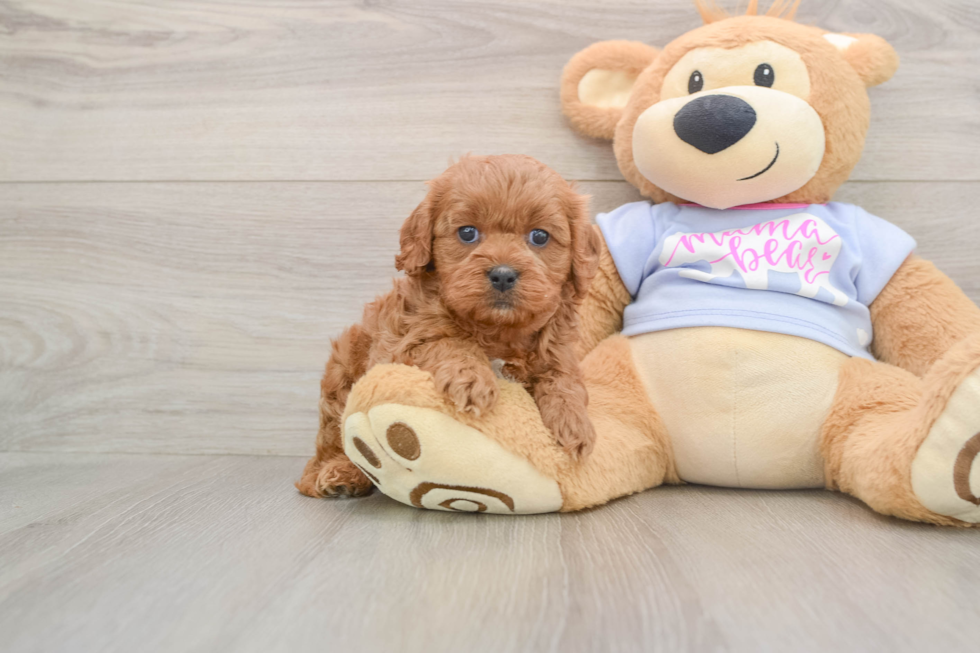 Cavapoo Puppy for Adoption