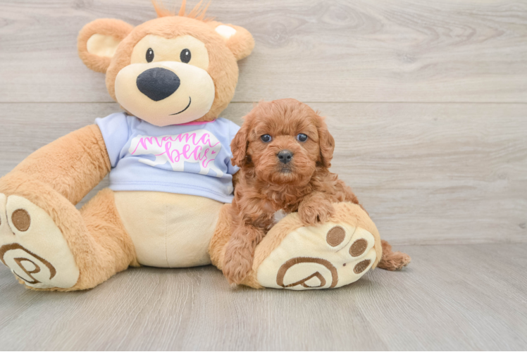 Cavapoo Puppy for Adoption