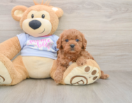 8 week old Cavapoo Puppy For Sale - Florida Fur Babies