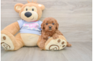 Cavapoo Puppy for Adoption