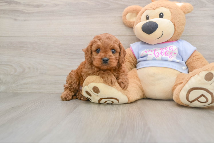 Cavapoo Pup Being Cute