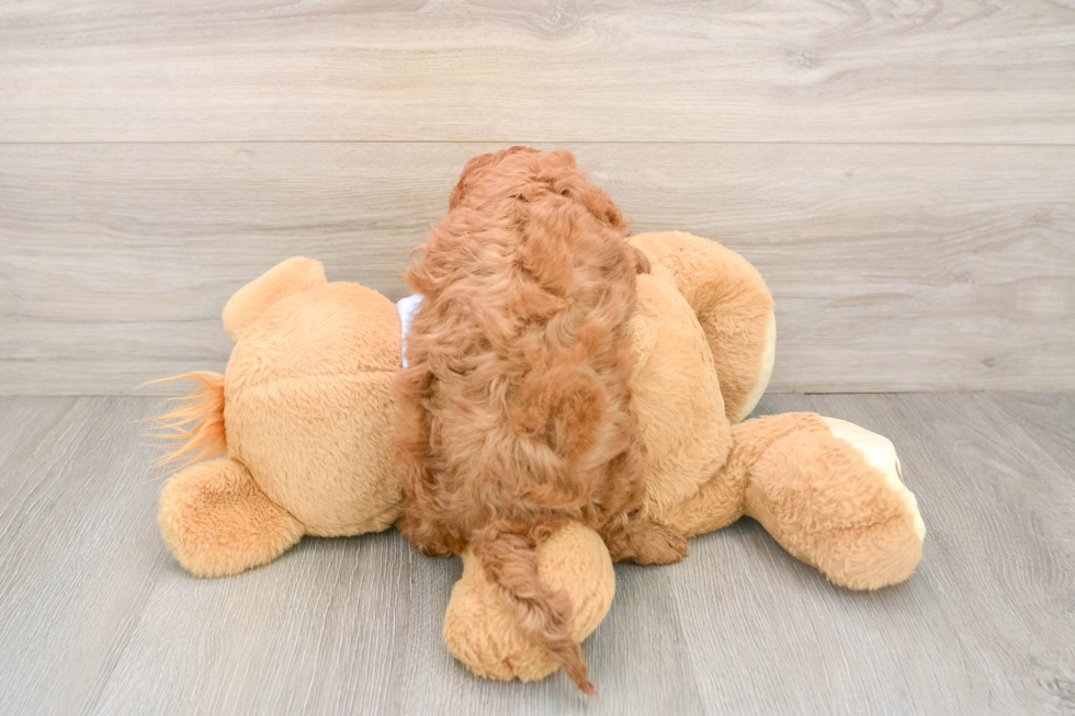Cavapoo Pup Being Cute