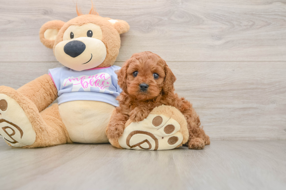 Best Cavapoo Baby