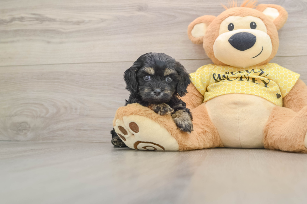 Cute Cavapoo Baby