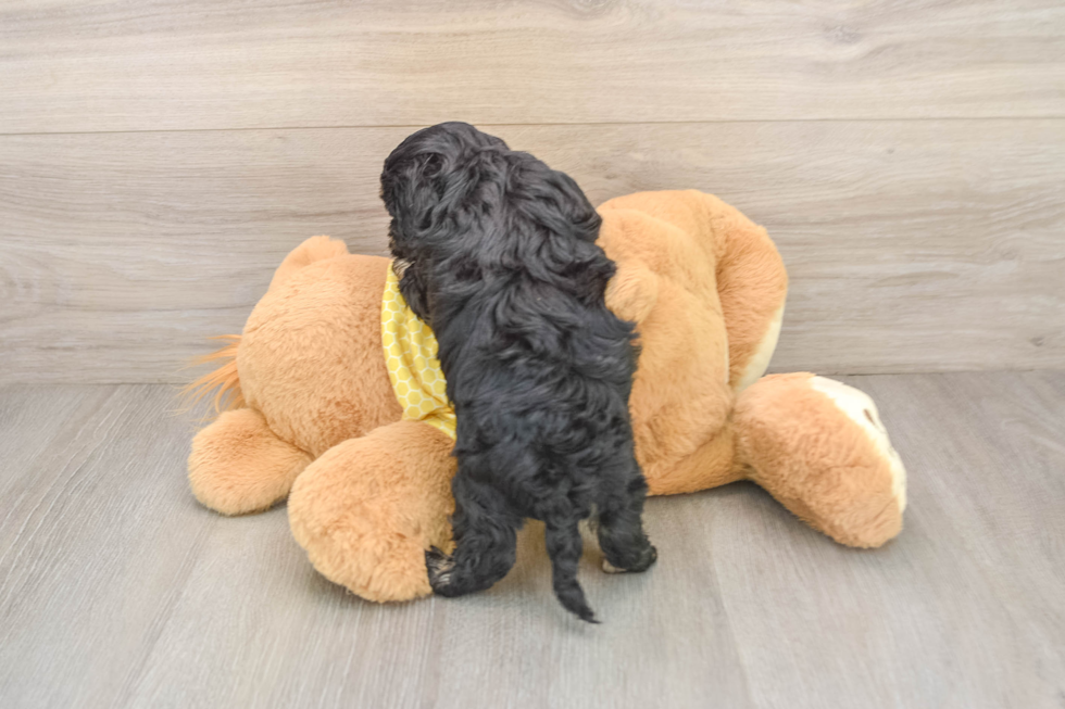 Happy Cavapoo Baby