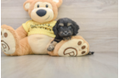 Energetic Cavoodle Poodle Mix Puppy