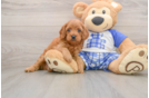 Energetic Cavoodle Poodle Mix Puppy