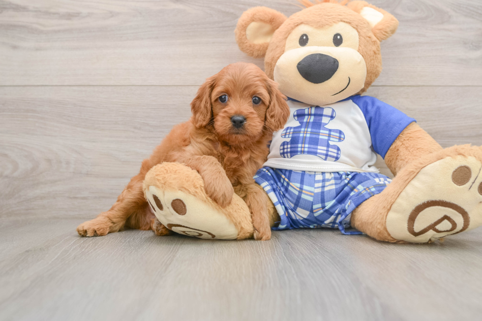 Energetic Cavoodle Poodle Mix Puppy