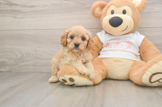 Fluffy Cavapoo Poodle Mix Pup