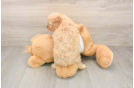 Adorable Cavalier King Charles Spaniel and Poodle Mix Poodle Mix Puppy