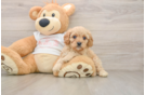 Cavapoo Pup Being Cute