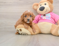 7 week old Cavapoo Puppy For Sale - Florida Fur Babies