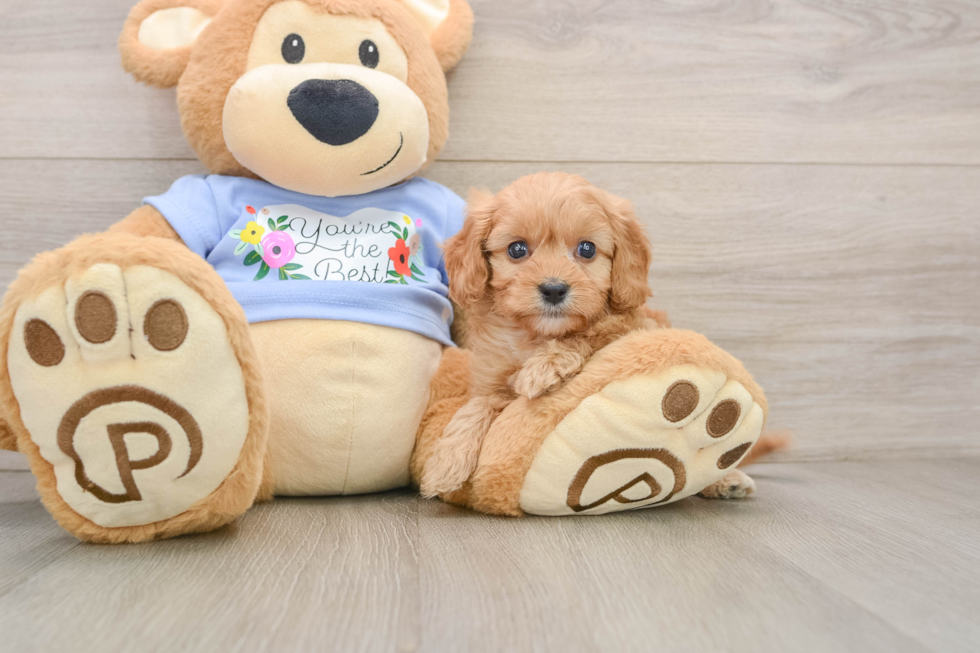 Cavapoo Puppy for Adoption