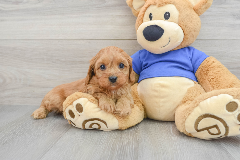 Smart Cavapoo Poodle Mix Pup