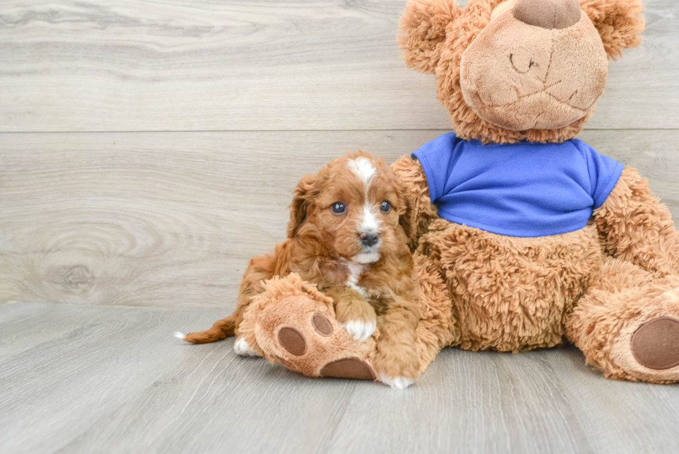 Best Cavapoo Baby