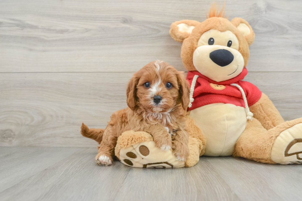 Cavapoo Puppy for Adoption