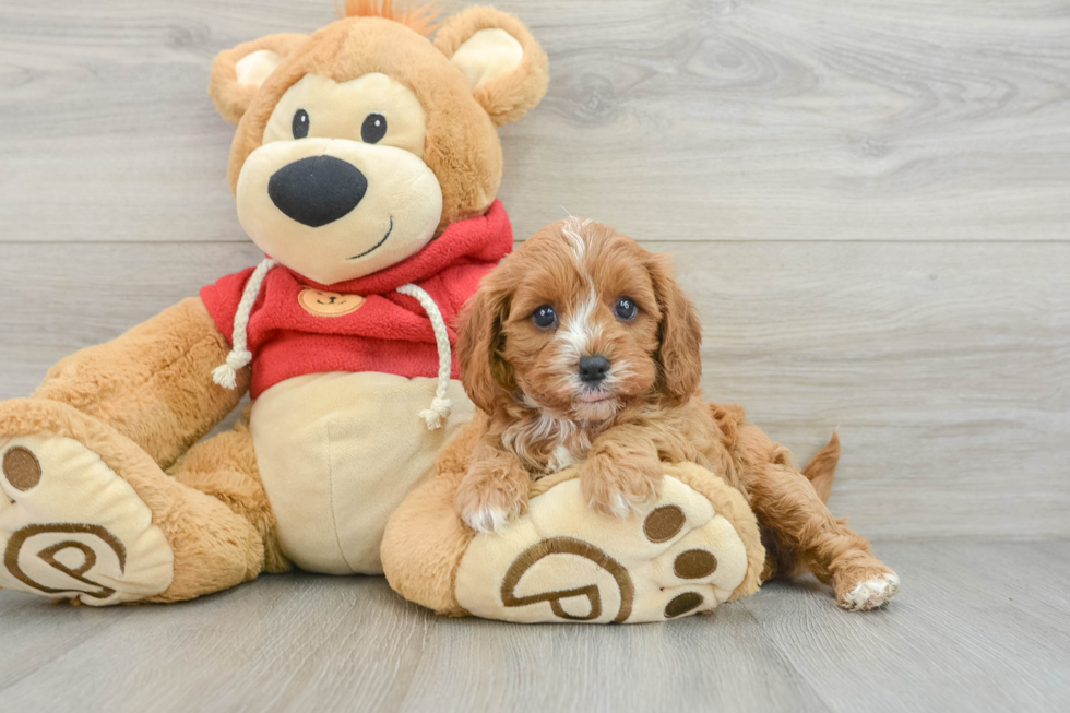 Cavapoo Pup Being Cute