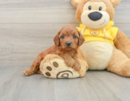 7 week old Cavapoo Puppy For Sale - Florida Fur Babies