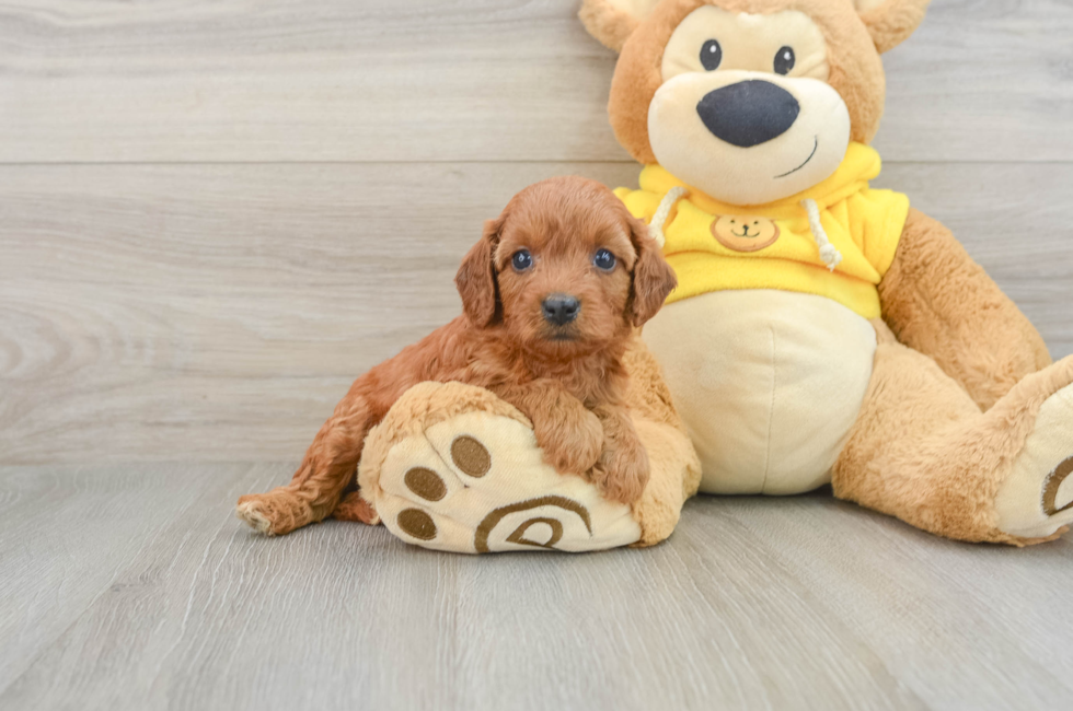 7 week old Cavapoo Puppy For Sale - Florida Fur Babies