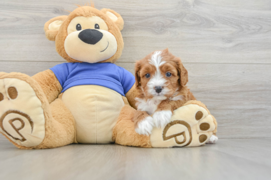 Best Cavapoo Baby