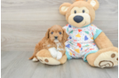 Funny Cavapoo Poodle Mix Pup