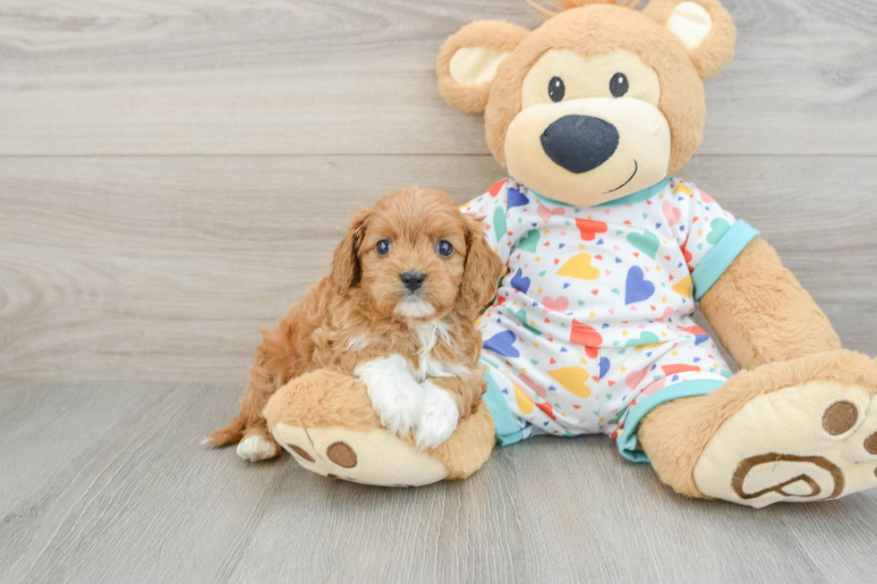 Funny Cavapoo Poodle Mix Pup