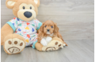 Adorable Cavalier King Charles Spaniel and Poodle Mix Poodle Mix Puppy