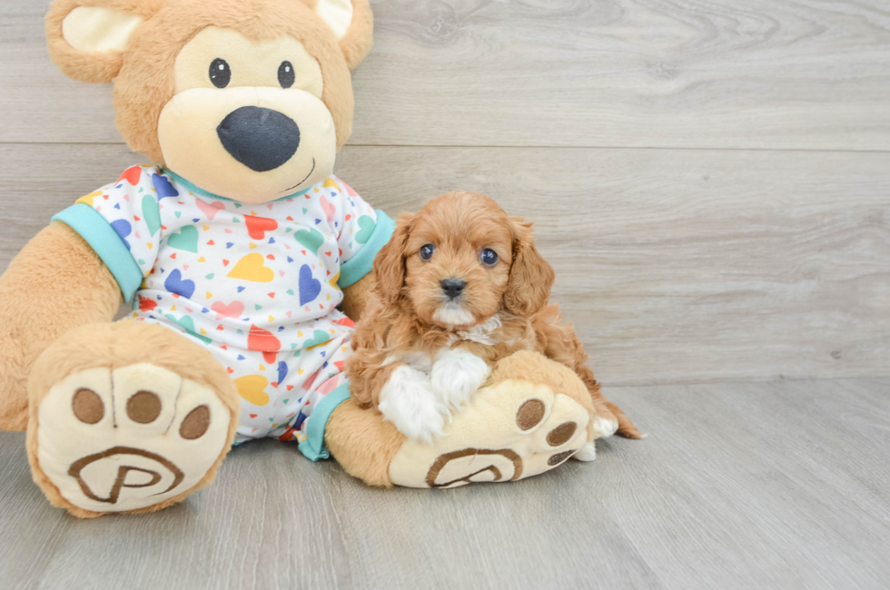 6 week old Cavapoo Puppy For Sale - Florida Fur Babies