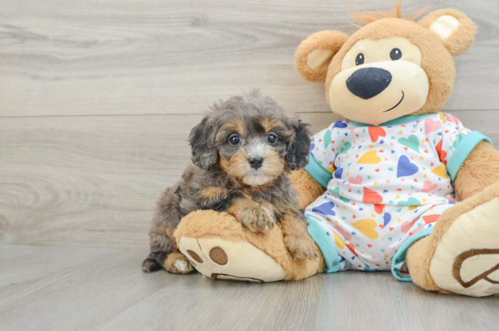 6 week old Cavapoo Puppy For Sale - Florida Fur Babies