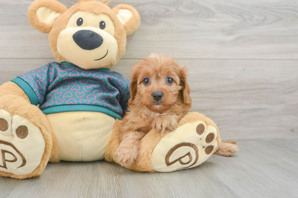 5 week old Cavapoo Puppy For Sale - Florida Fur Babies