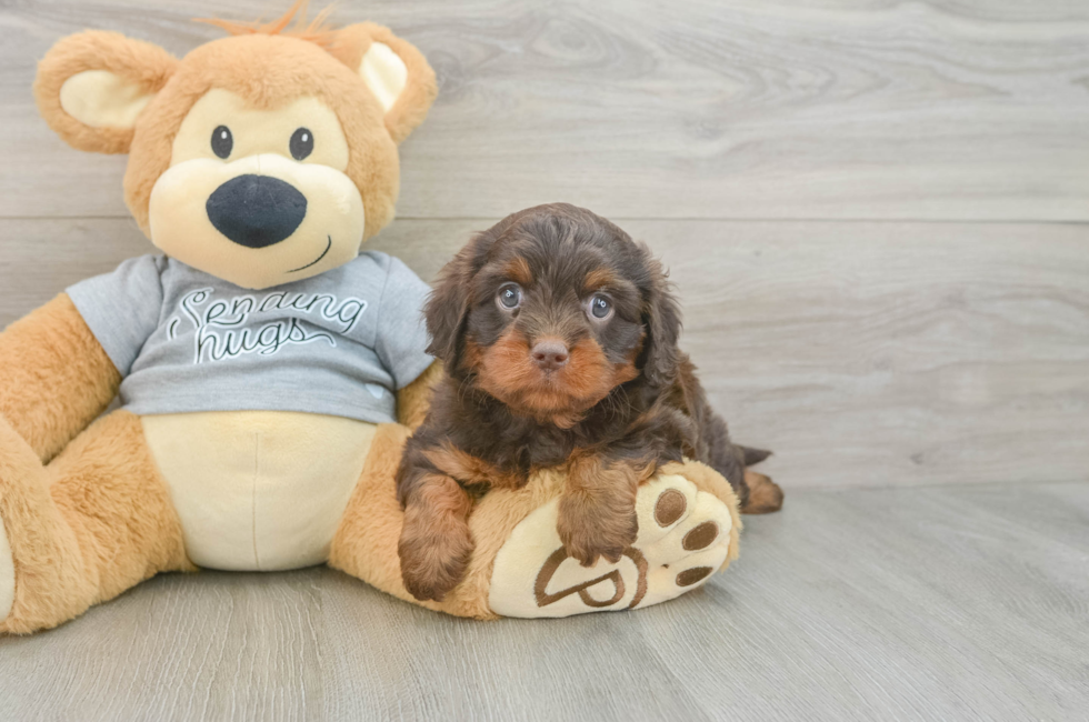 5 week old Cavapoo Puppy For Sale - Florida Fur Babies