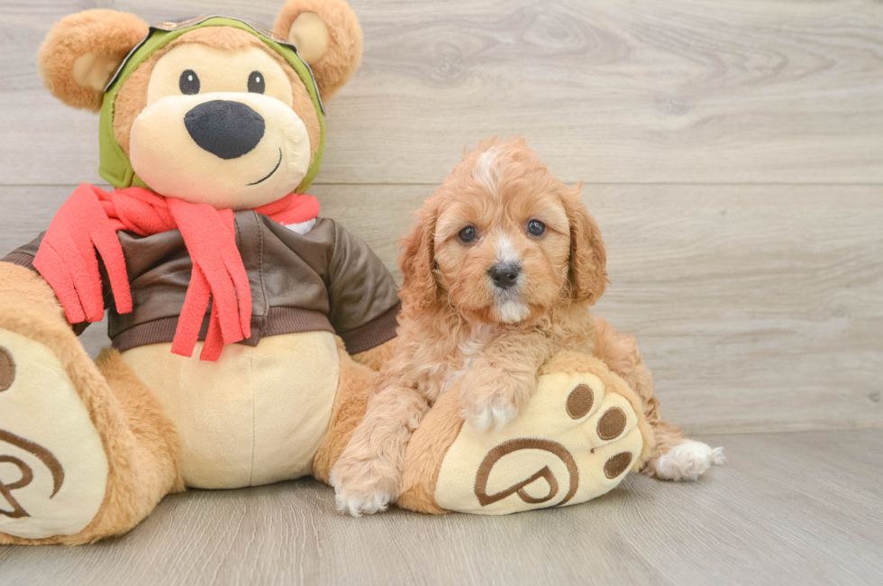 6 week old Cavapoo Puppy For Sale - Florida Fur Babies