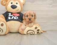 6 week old Cavapoo Puppy For Sale - Florida Fur Babies