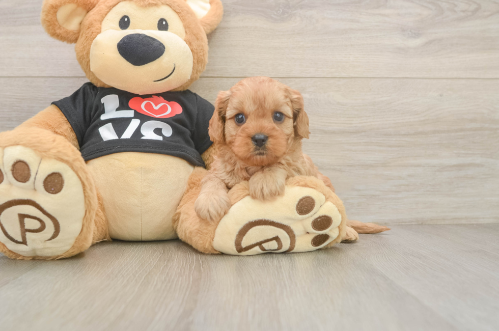 5 week old Cavapoo Puppy For Sale - Florida Fur Babies