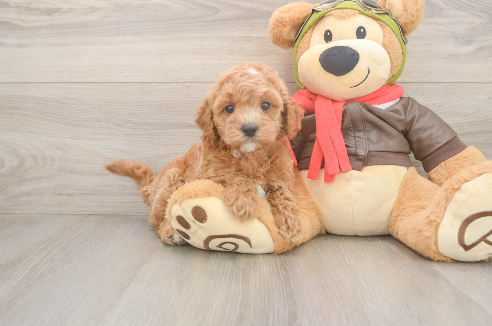 6 week old Cavapoo Puppy For Sale - Florida Fur Babies