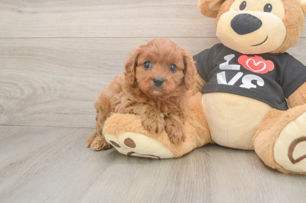 5 week old Cavapoo Puppy For Sale - Florida Fur Babies