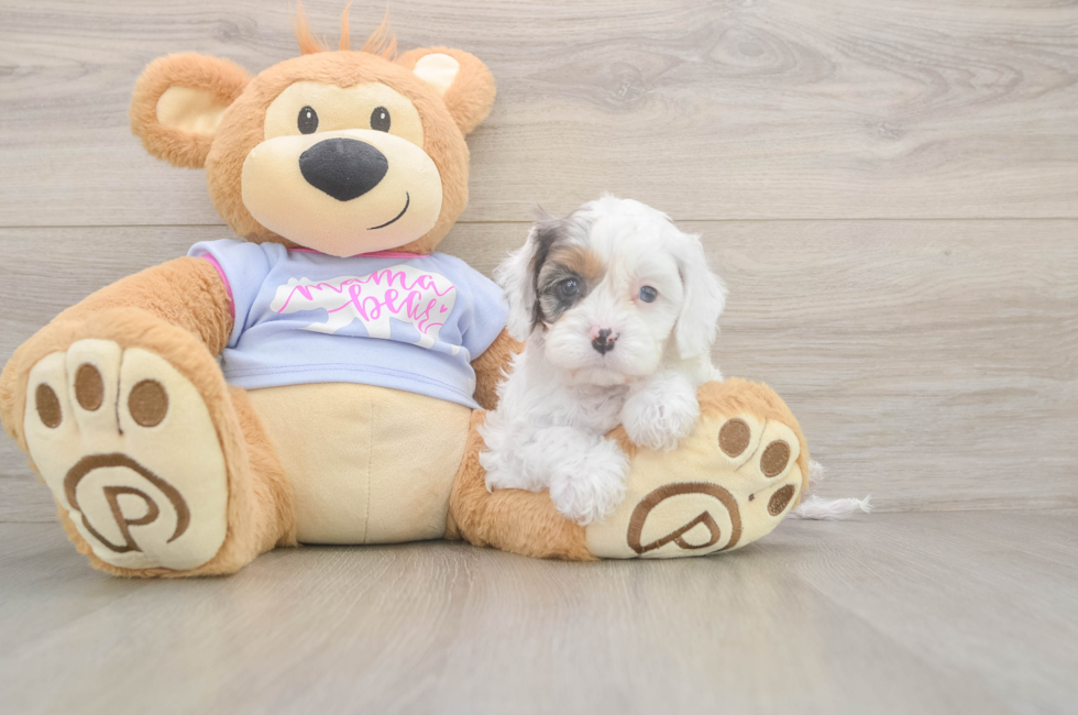 5 week old Cavapoo Puppy For Sale - Florida Fur Babies