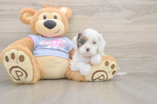 5 week old Cavapoo Puppy For Sale - Florida Fur Babies Petite Cavapoo Poodle Mix Pup