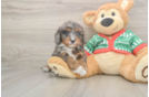 Cavapoo Puppy for Adoption