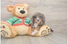 Cavapoo Puppy for Adoption