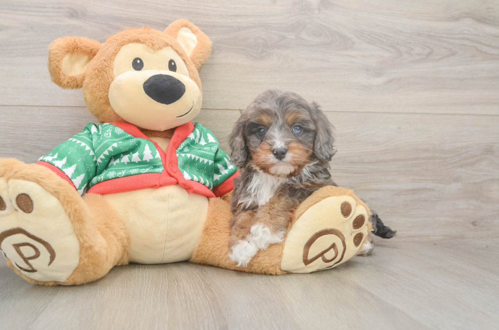 5 week old Cavapoo Puppy For Sale - Florida Fur Babies